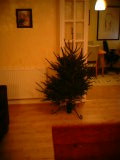 Jim's naked tree, click for better view